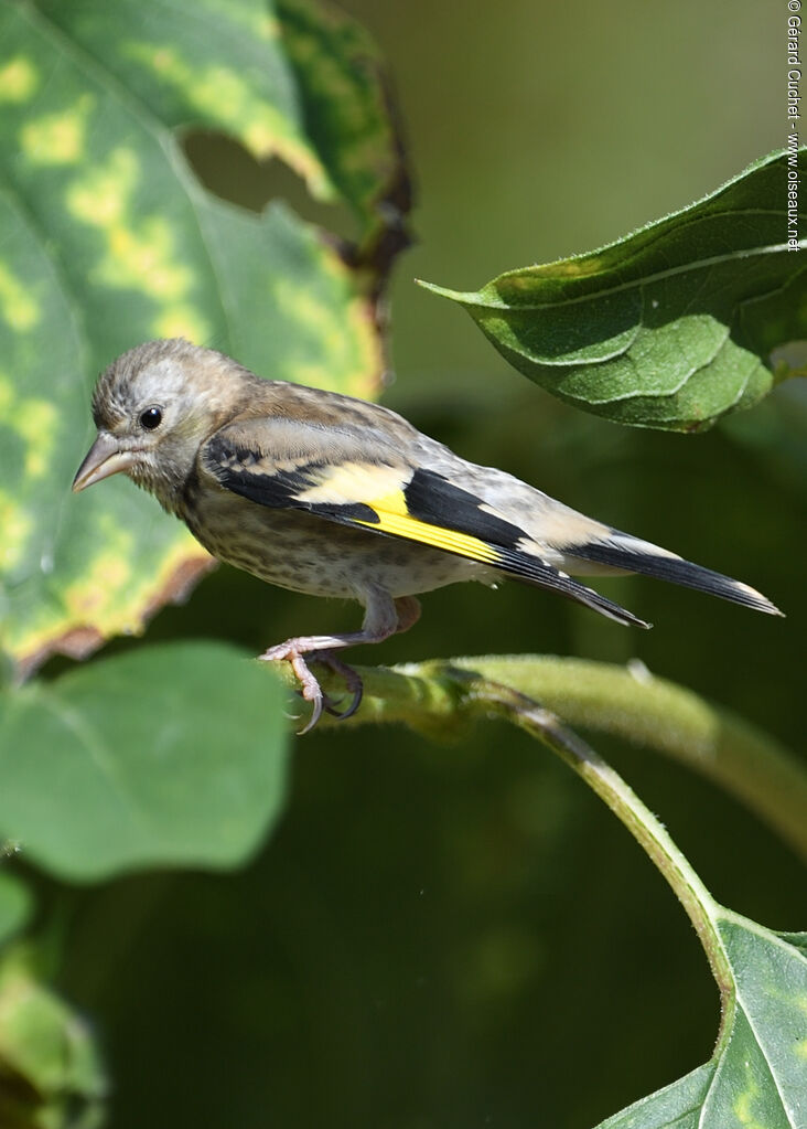 European Goldfinchjuvenile, identification