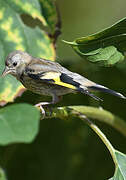 European Goldfinch