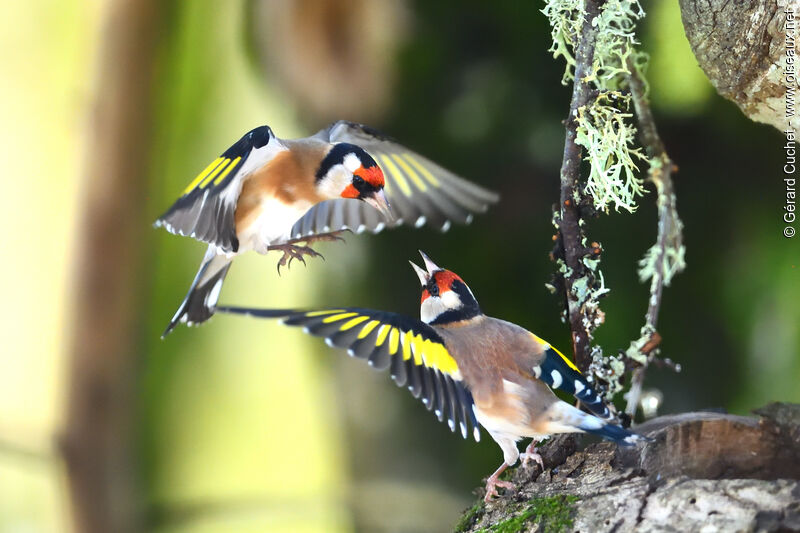 European Goldfinch, Flight