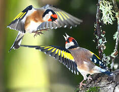 European Goldfinch