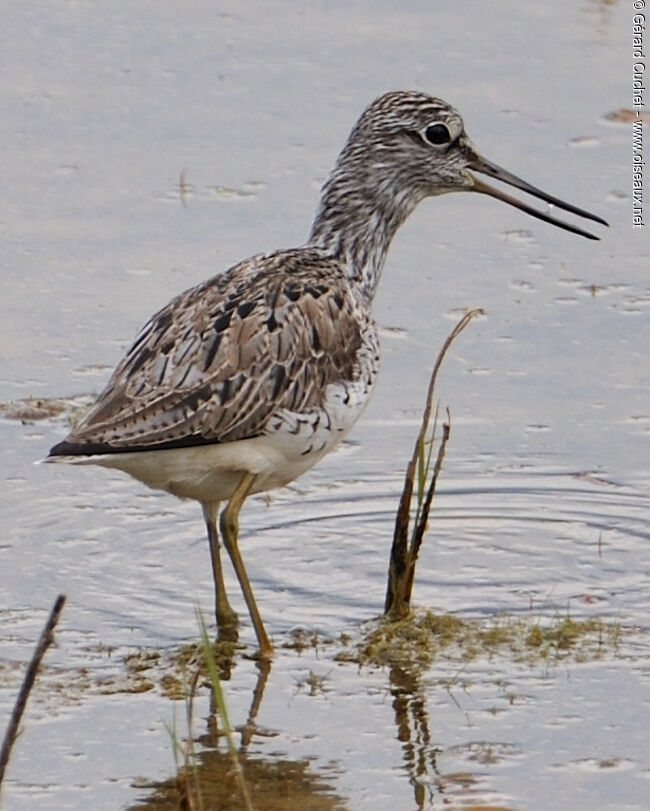 Common Greenshank