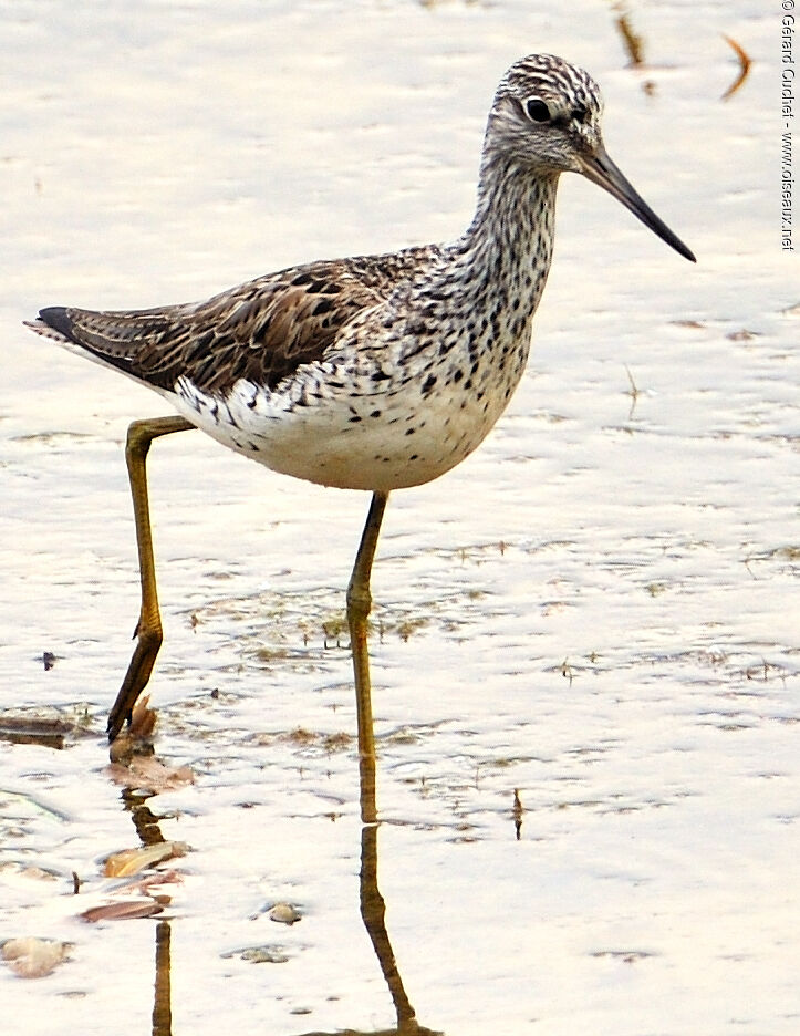 Common Greenshank