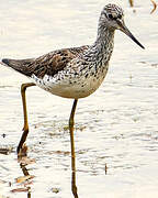 Common Greenshank