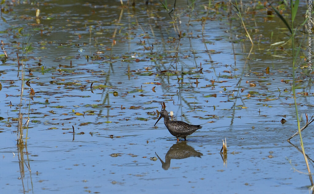 Spotted Redshank, pigmentation