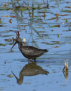 Spotted Redshank