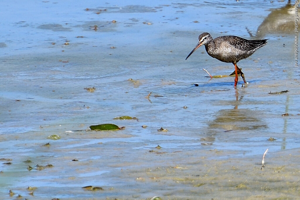 Spotted Redshank, identification, pigmentation