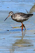 Spotted Redshank