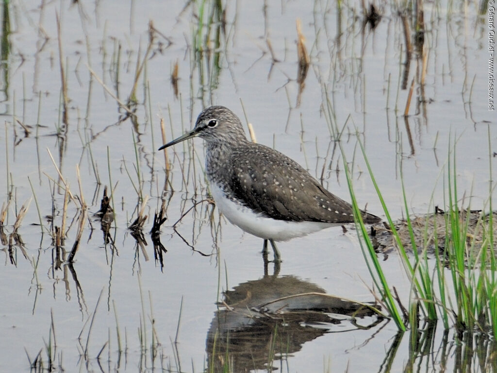 Green Sandpiper