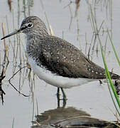 Green Sandpiper