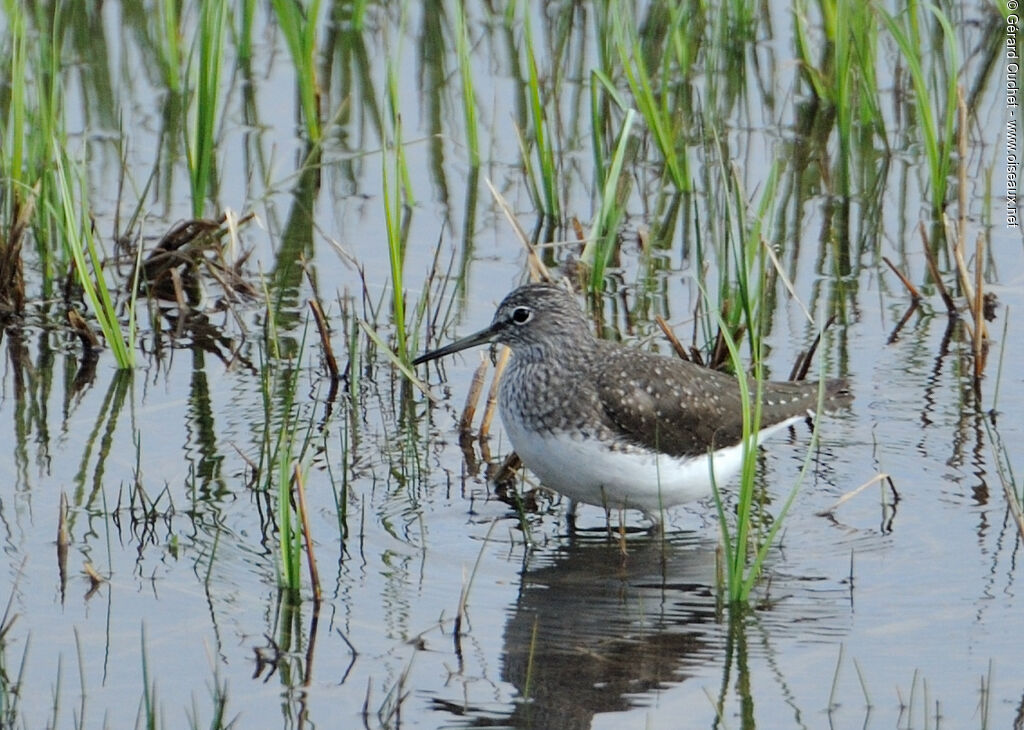 Green Sandpiper