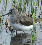 Green Sandpiper