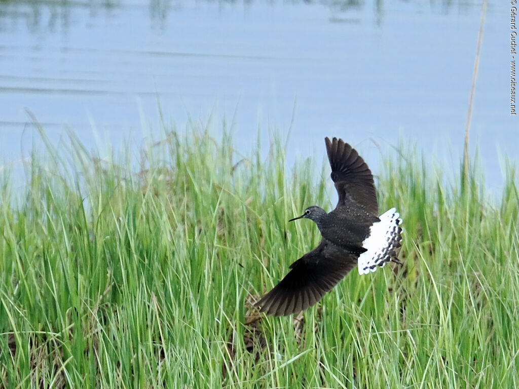 Green Sandpiper