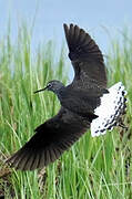 Green Sandpiper