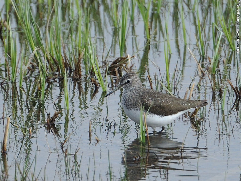 Green Sandpiper