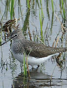 Green Sandpiper