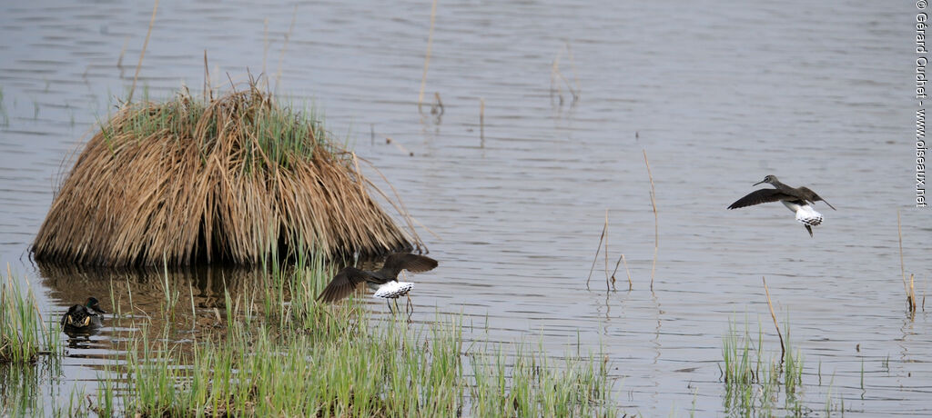 Green Sandpiper