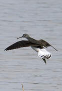 Green Sandpiper