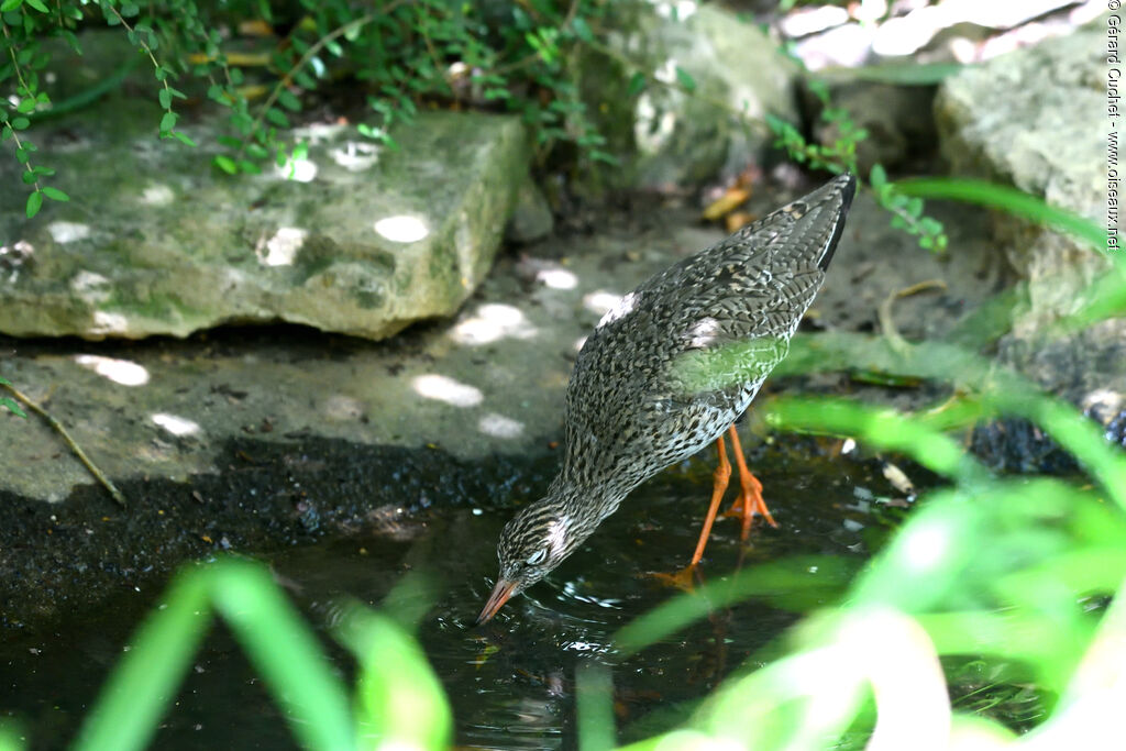 Common Redshank, identification