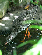 Common Redshank