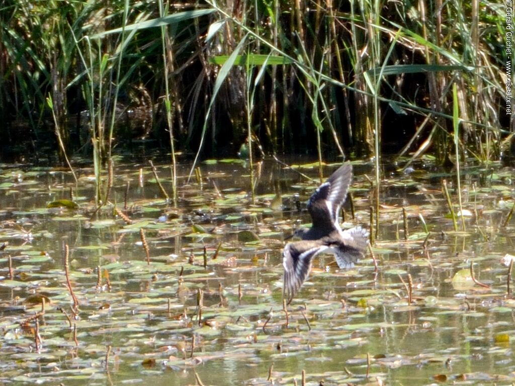 Common Sandpiper