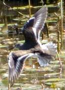 Common Sandpiper