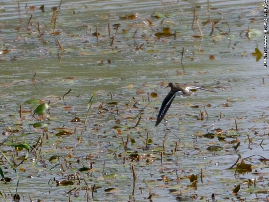 Common Sandpiper