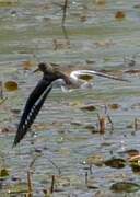 Common Sandpiper