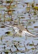 Common Sandpiper