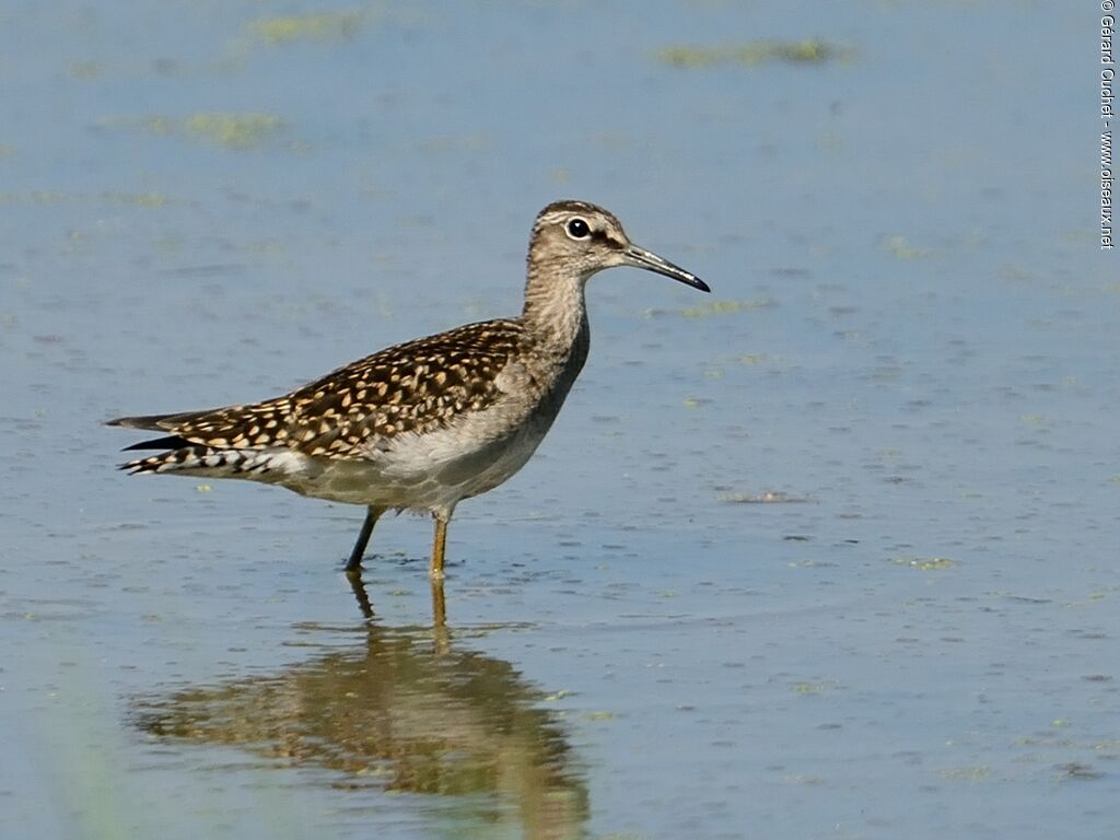 Wood Sandpiper