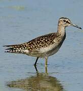 Wood Sandpiper