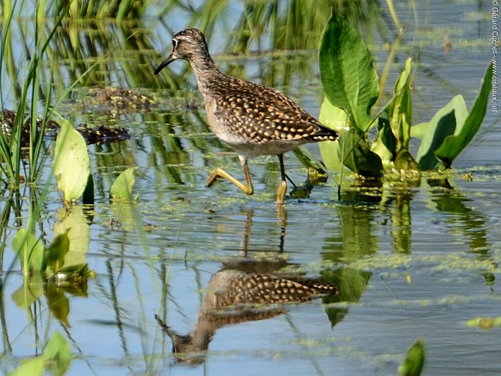 Wood Sandpiper