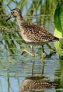 Wood Sandpiper