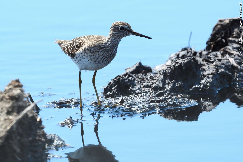 Wood Sandpiper