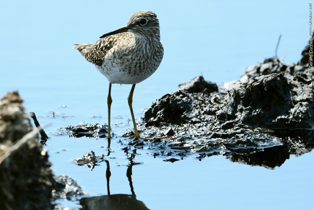 Wood Sandpiper, identification