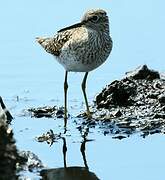 Wood Sandpiper