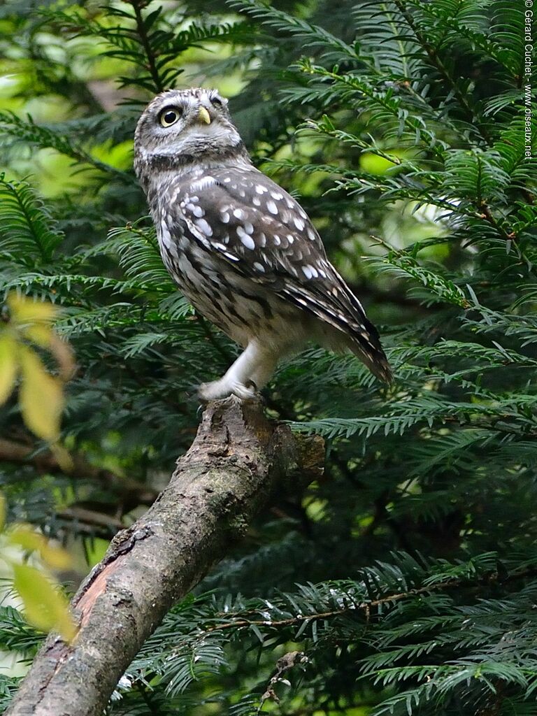 Little Owl