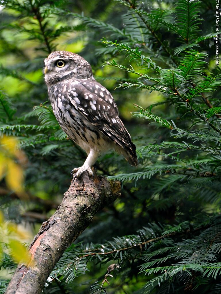 Little Owl