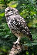 Little Owl