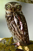 Little Owl