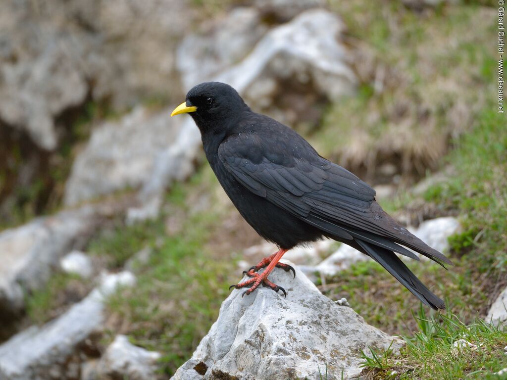 Alpine Chough