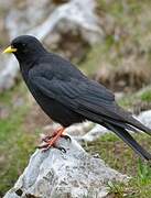 Alpine Chough