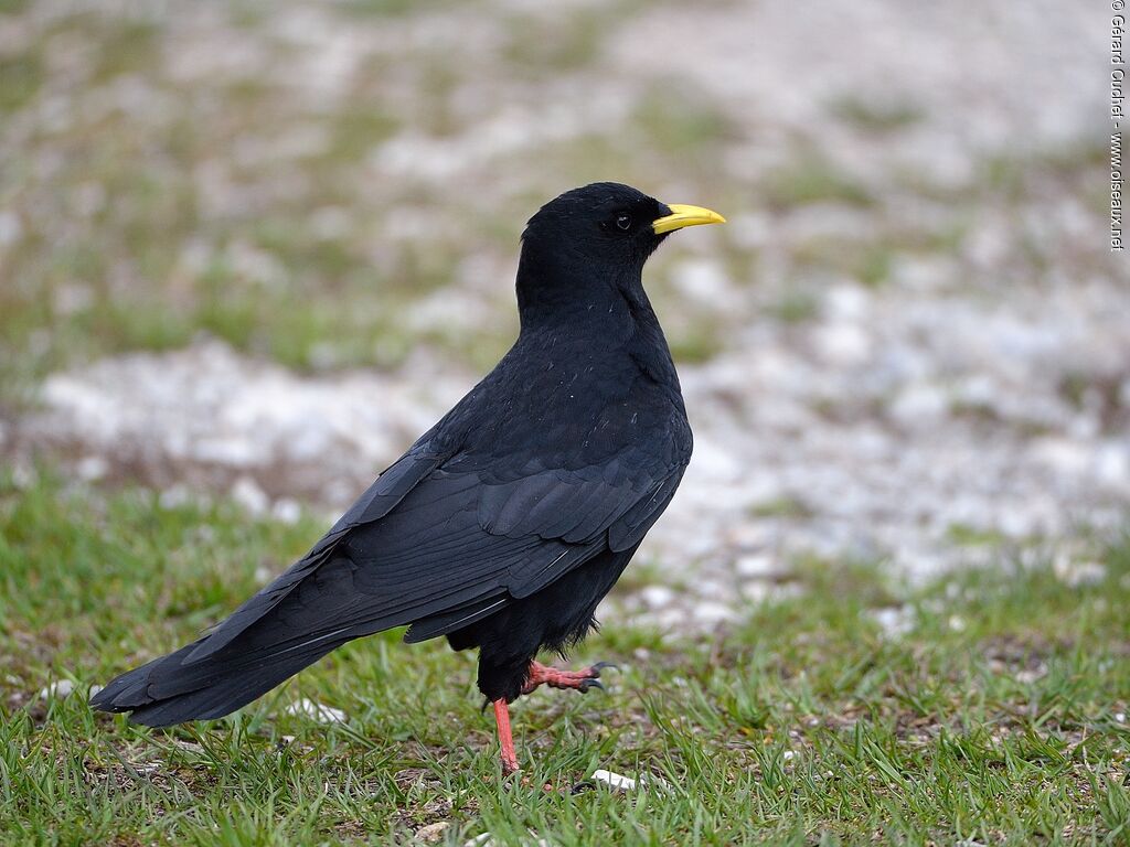 Alpine Chough