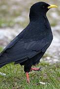 Alpine Chough