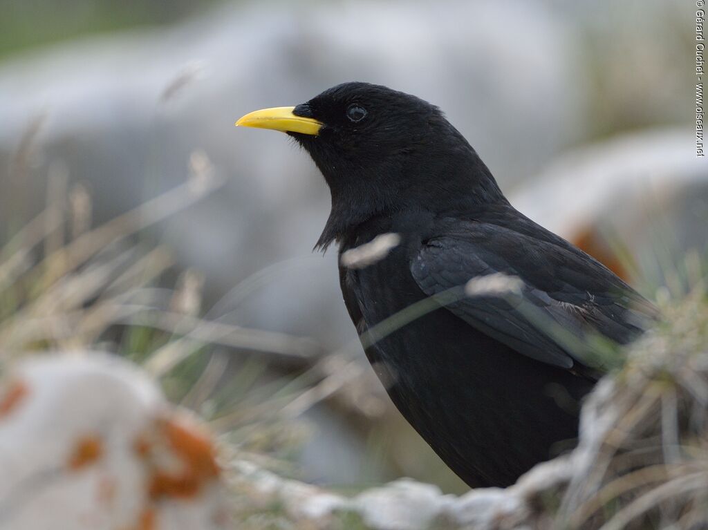 Alpine Chough