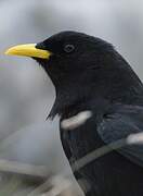 Alpine Chough