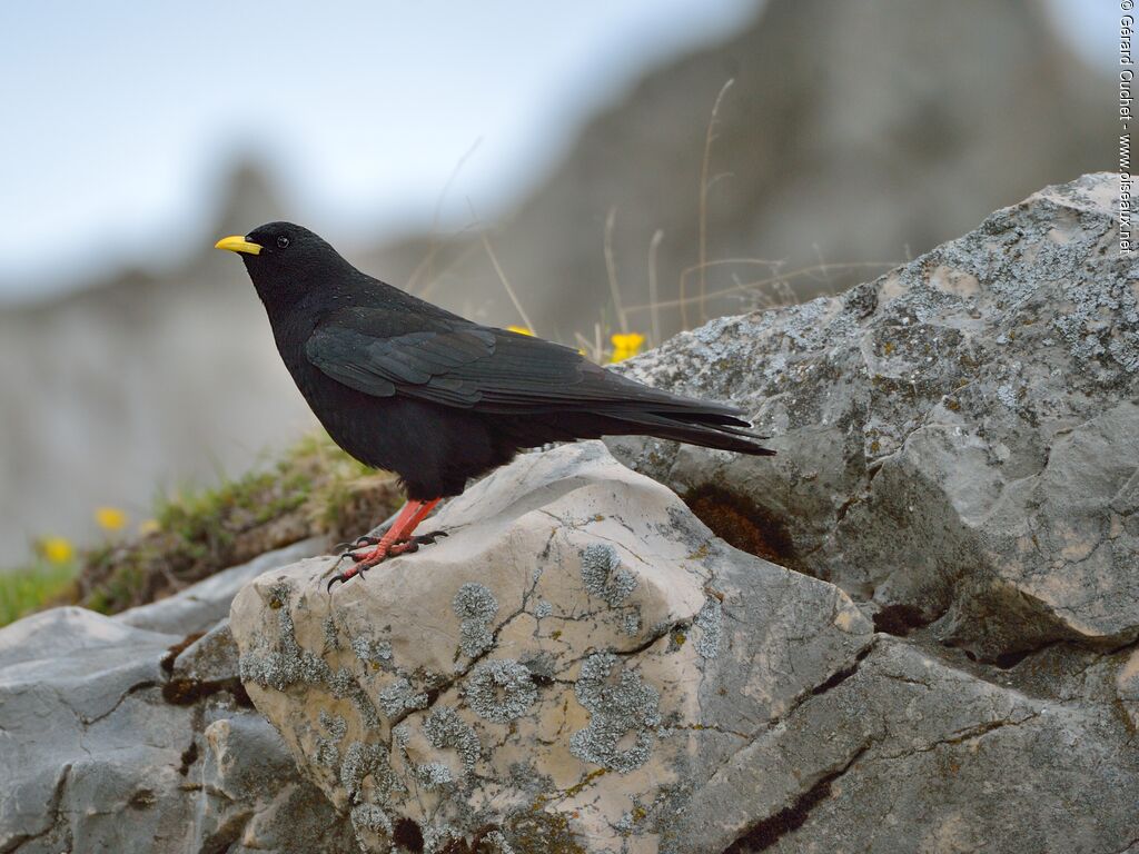 Alpine Chough