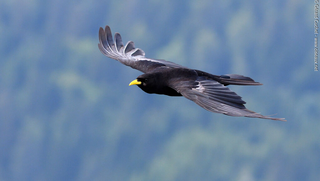 Alpine Chough, Flight