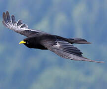 Alpine Chough