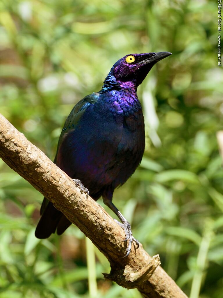 Purple Starling