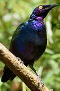 Purple Starling